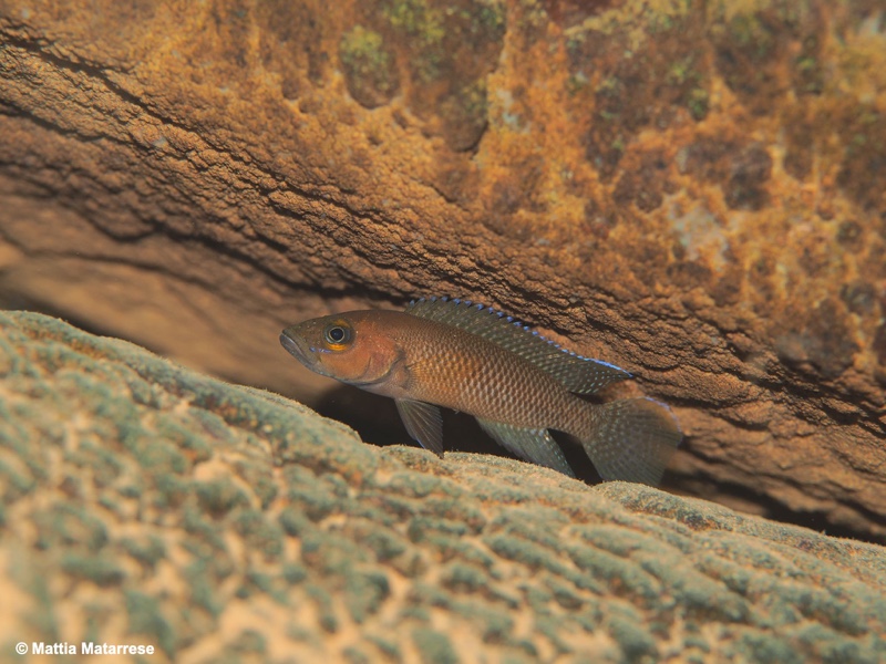 Neolamprologus niger 'Jakobsen's Beach'